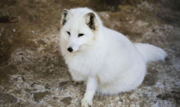 白狐视频,穿越时空的神秘传说